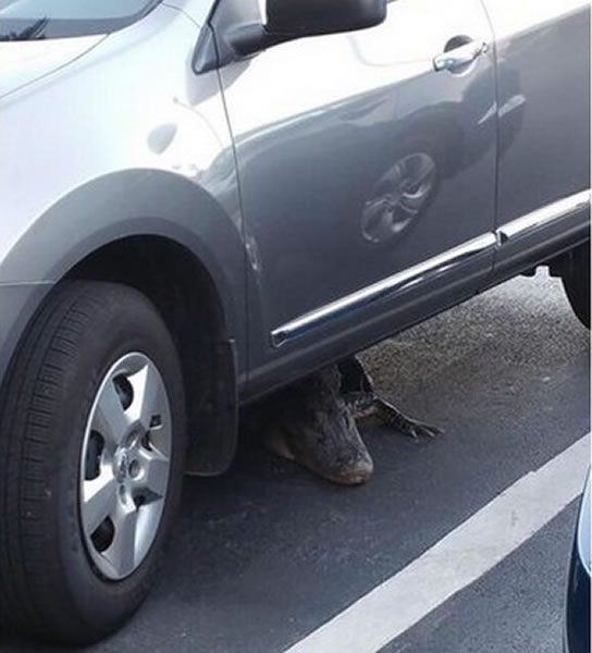 到停车场准备取车时竟发现一只巨型鳄鱼躲在车底