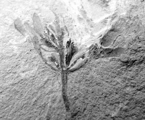 市民购得一植物化石 称疑似地球上最古老的花之一的“迪拉丽花”