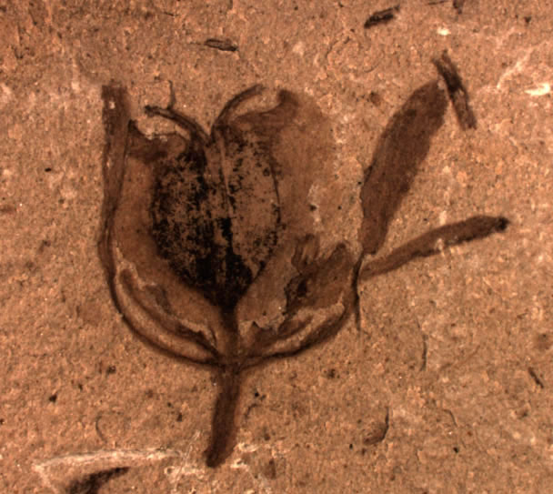 迪拉丽花距今1.2亿年,被称为地球上最老的花之一。