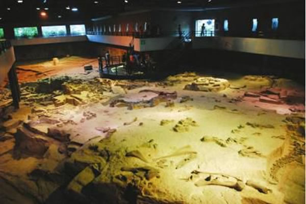 自贡恐龙馆化石群