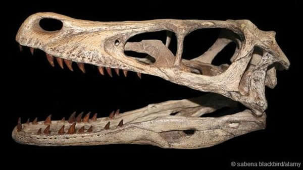 迅猛龙是一种小型有羽兽脚亚目恐龙