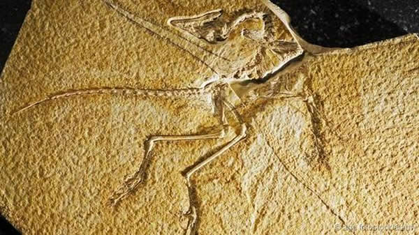 首个始祖鸟化石发现于1861年