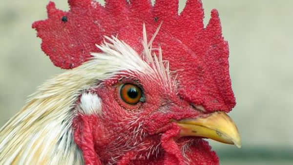 鸡是恐龙的远亲