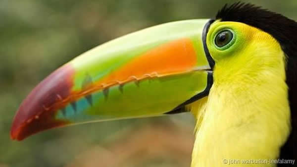 鸟类喙部形态大小不一