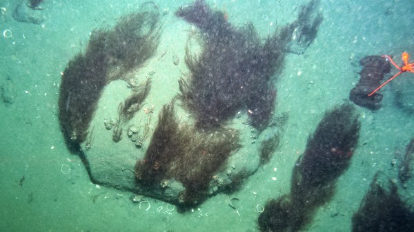 位于挪威的北冰洋斯瓦尔巴群岛冰川峡湾冰冷深海处惊现居民——深褐色巨藻