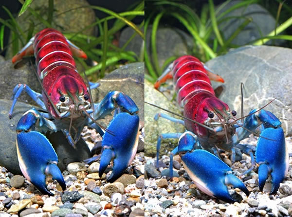 新龙虾身体拥有渐变的红、蓝、白色。