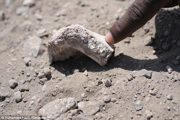 如图所示,这是Australopithecus deyiremeda颚骨化石,显示他比早期人类“露西”具有更强健的下颌外形,同时,他的前齿较小,暗示着具有不同的