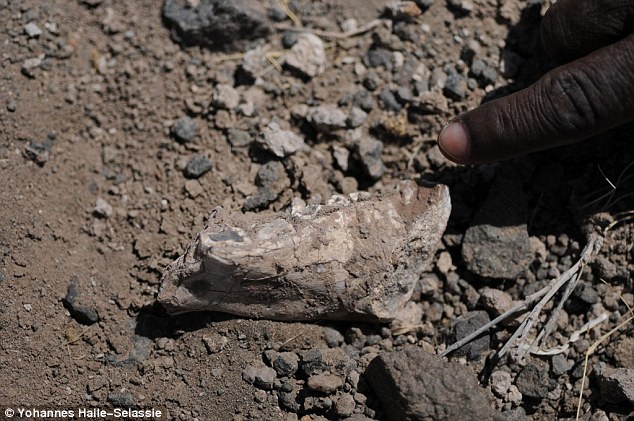 这是考古学家发现的Australopithecus deyiremeda下颚骨化石。