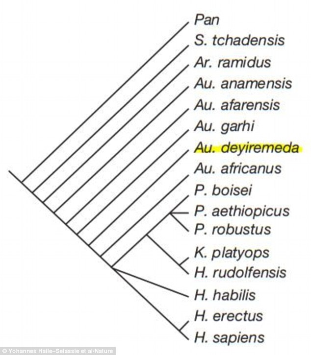 这是科学家绘制的早期人类进化分支图。