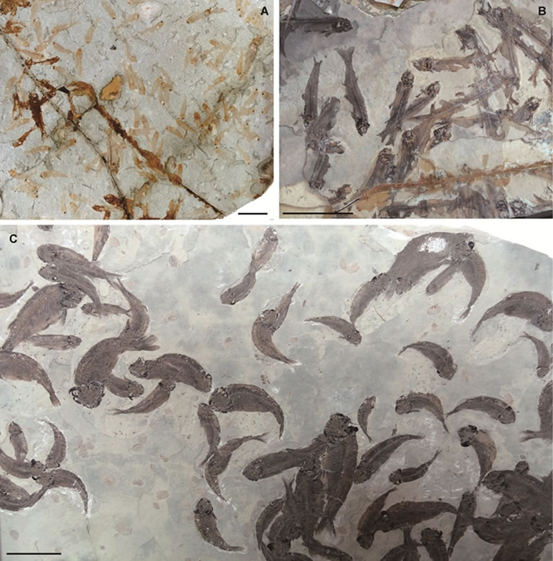 热河生物群的狼鳍鱼群化石