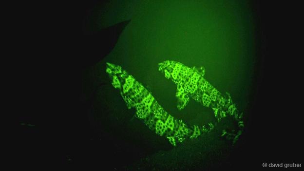 ̫ƽëƤµӫ⵰ʹܹһɫӫ