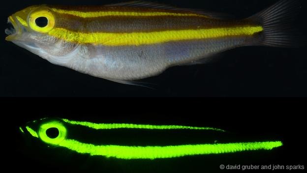 ³оŶӴǰѾ180ϴڵӫ̫ˮдʱٵĹߣ˿Եִȡӫһ