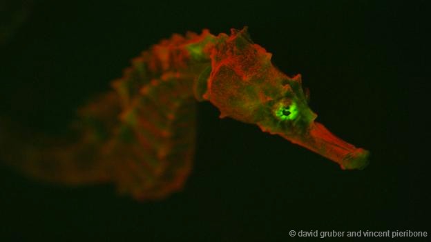 ǰֻɺˮĸϷֹӫ󣬲ƽҽѧҵĽ½ϣǵ۾Կȫ׵ĸɫʣǱˮ£㽫ܿʧ