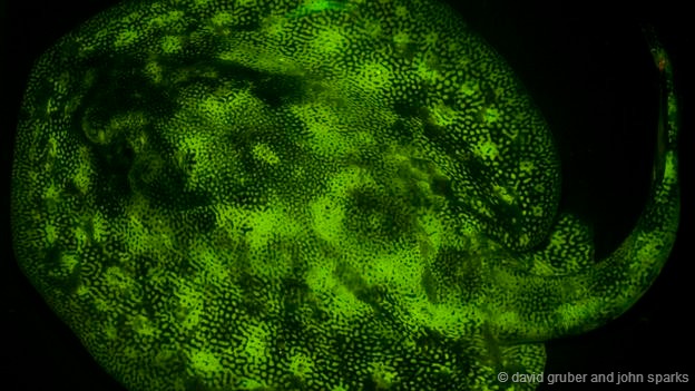 ӫ⹦ܵвͬͼͱǣĿǰоŶͼŪЩͼͱǵľ幦ܾʲôǿǽֹʵαװԼѰҰ¡