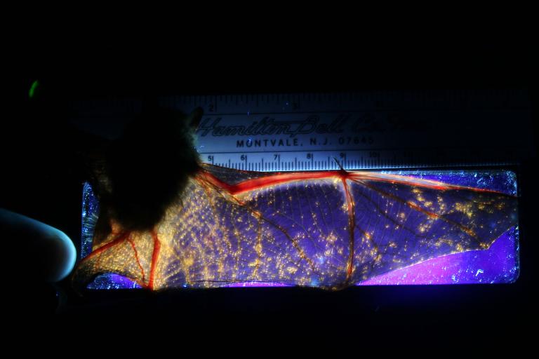 紫外线照出了一只患有白鼻症的三色蝙蝠(tri-colored bat)翅膀上遭到感染的地方。橘色亮点就是致病的真菌。 Photograph by Greg Tu