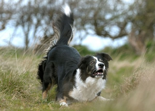 电脑程式可分析狗狗的年龄及性别