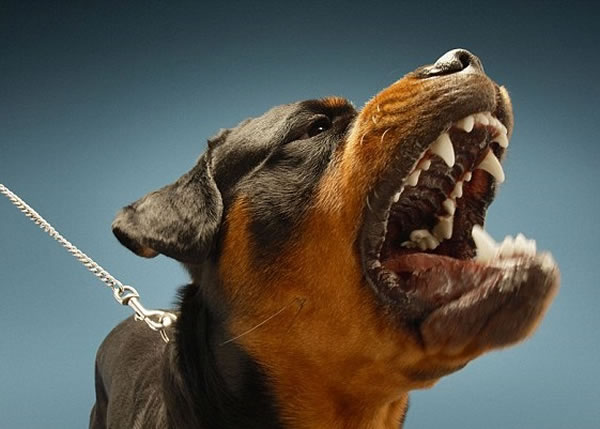 程式亦可分析狗只吠叫时的情绪