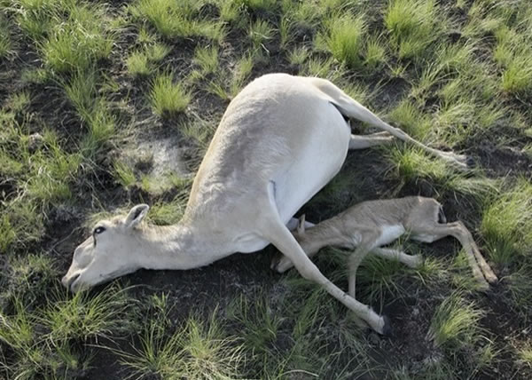 约12万只高鼻羚羊近日集体死亡