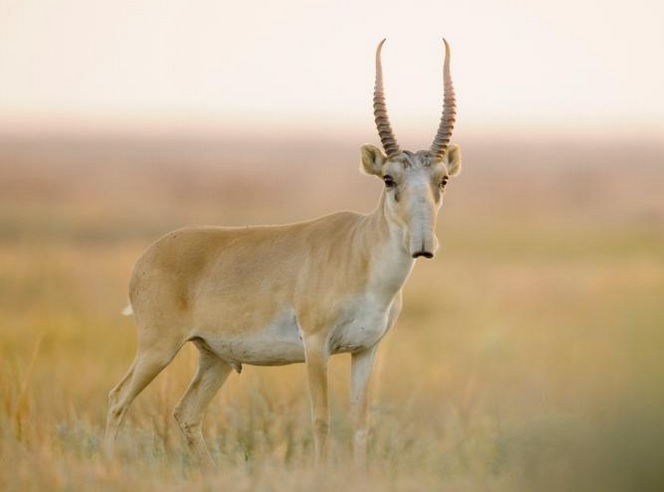 今次集体死亡事件,对高鼻羚羊保育工作,无疑是沉重打击。