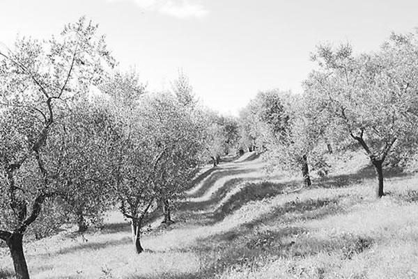 叶缘焦枯病菌暴发前,萨兰托半岛是意大利、欧洲和全球橄榄生产中心。