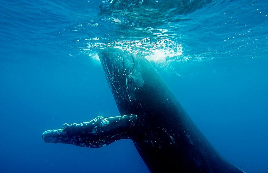 �Ĵ����ǹ��ҵ���Ұ����¼Ƭ̽�ն����㵽��ͷ�����䷱ֳȫ����