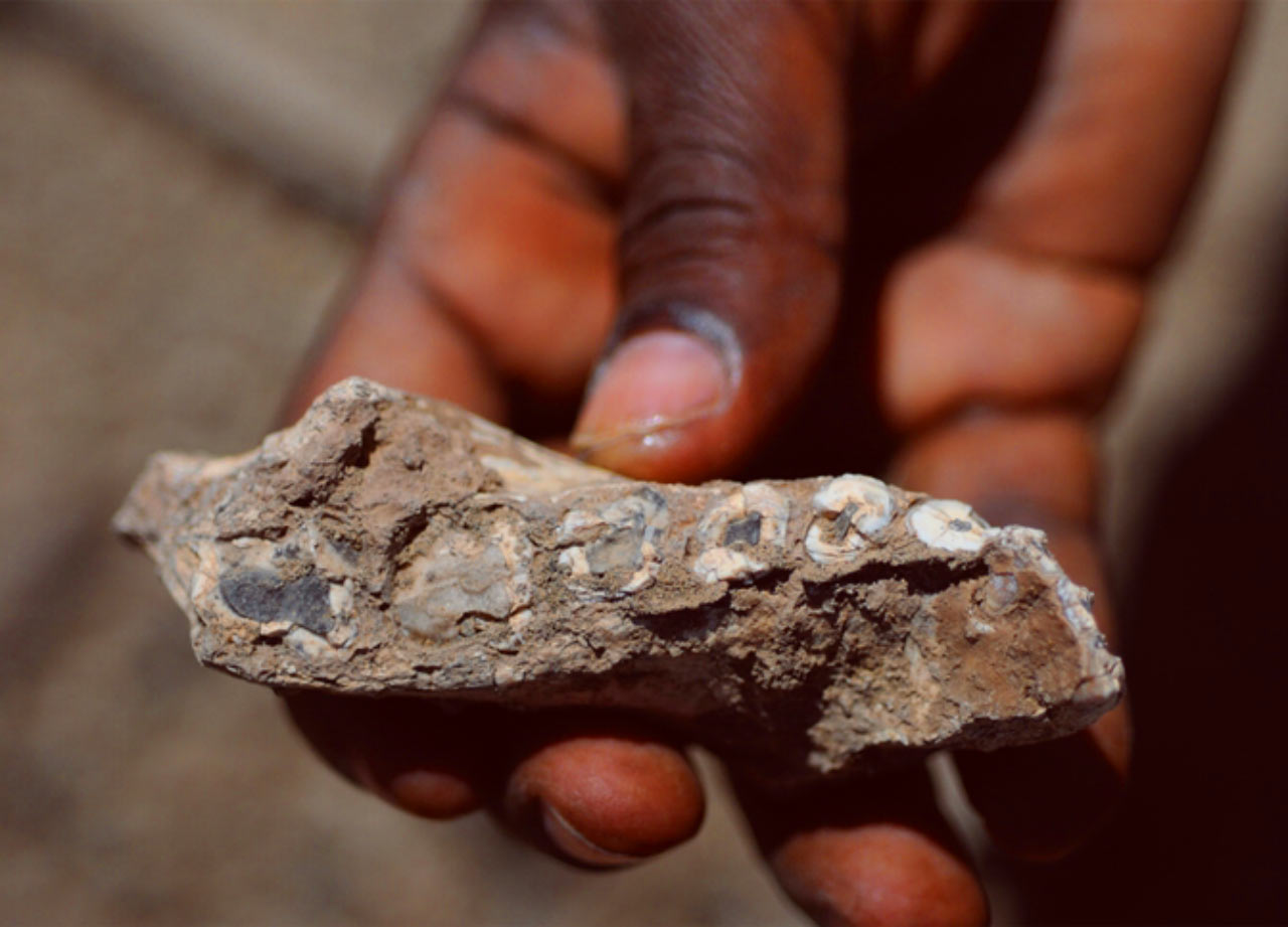 研究人员在埃塞俄比亚的阿法地区发现了一些古人类的上下颚化石,经过鉴定判断出这些化石属于距今330万—350万年间的一个此前未知的古人类物种。这个古人类物种已经被