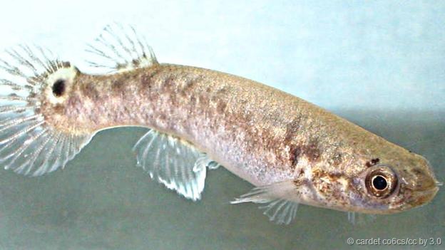 鳉鱼不会长到很老——或者说不是传统概念上理解的那种“老”——它们不会像其他鱼类那样长到发育成熟,事实上很多鳉鱼种类会在一年内死去。其中有一类的寿命甚至不到3个月