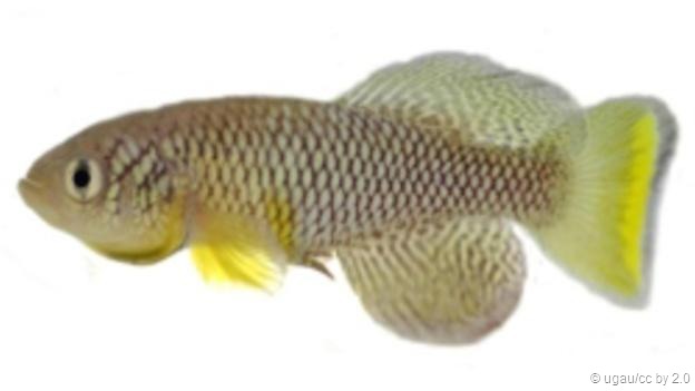 一些鳉鱼种类的繁殖方式与其他鱼类完全不同,事实上有一类鳉鱼的繁殖方式与世界上任何其它脊椎动物都不同。红树林鳉鱼取了雌性同体策略,即在单独个体上同时拥有雌性和雄性