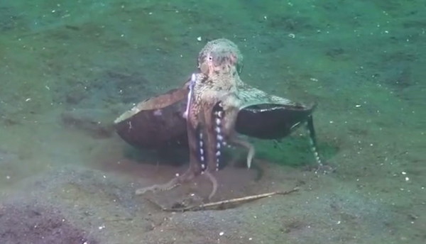 法国潜水员拍到八爪章鱼抱着椰子壳在海床漫步