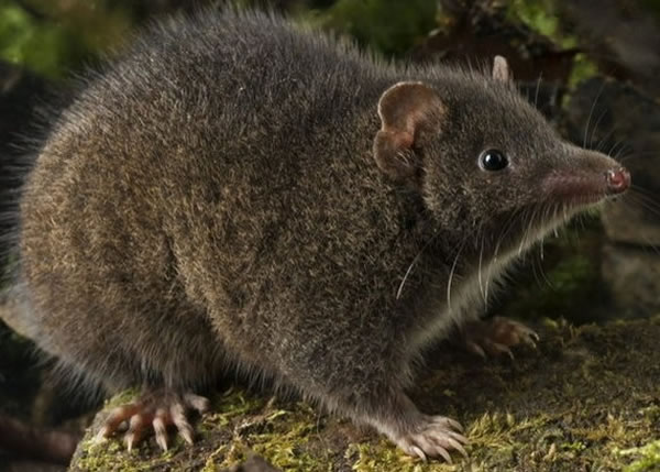 图为塔斯马半岛暗袋鼩属