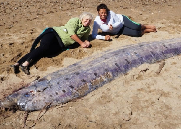 �������ͻʴ���ʬ�����ϼ���ʥ�������ȵ�����