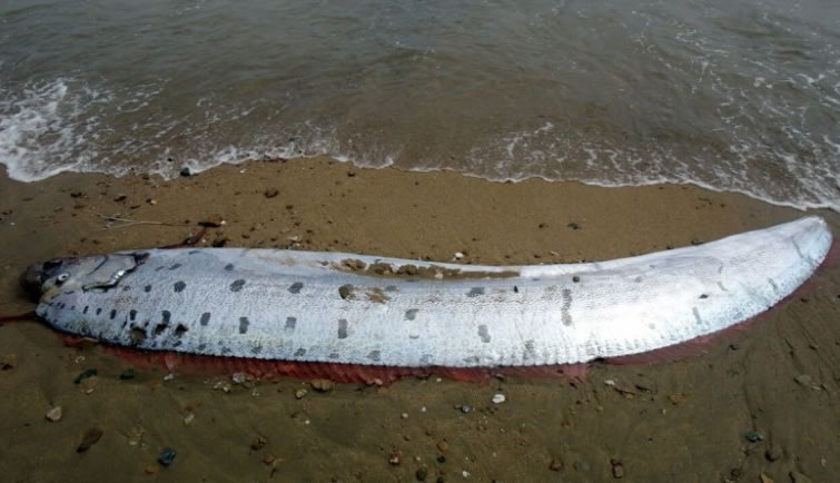 ��ʬ����4��5�ף��������3�����˵ĸ߶ȡ�