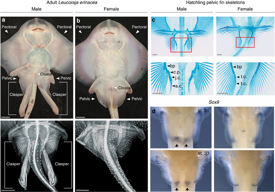 鲨鱼和鳐鱼如何进化出鳍足?
