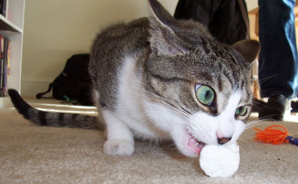 两个苦味受体有助于解释为什么有些猫对自己的饭菜如此挑剔