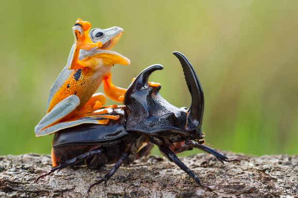 所有物种里大约25%都属于甲虫