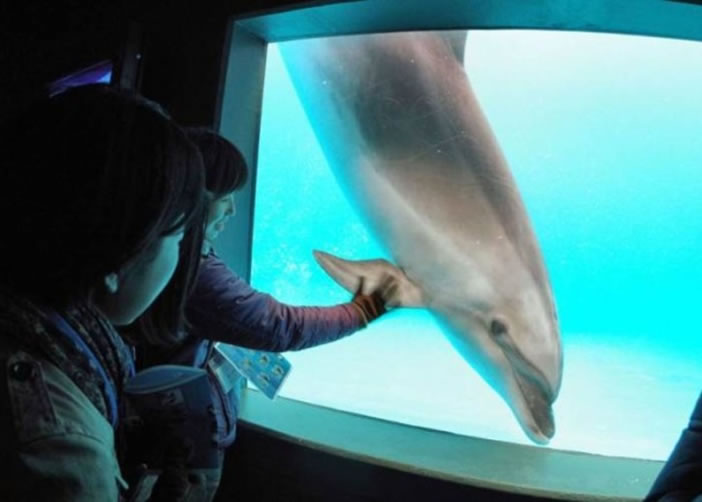 亚洲对海豚的需要持续增加