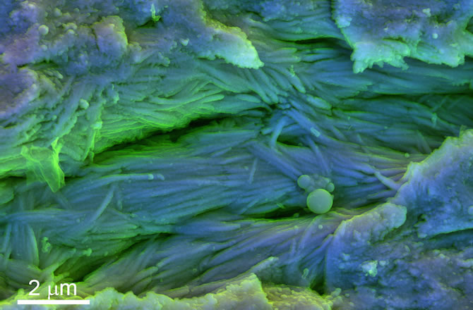 7500万年前白垩纪恐龙骨头化石中发现类似红细胞的结构和类似胶原蛋白的纤维