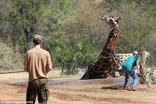 907公斤长颈鹿掉进水坑怎么办