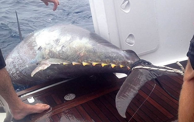 ��ʱ��˹�Ƴ�����ţ����֮�����յ��������㡣