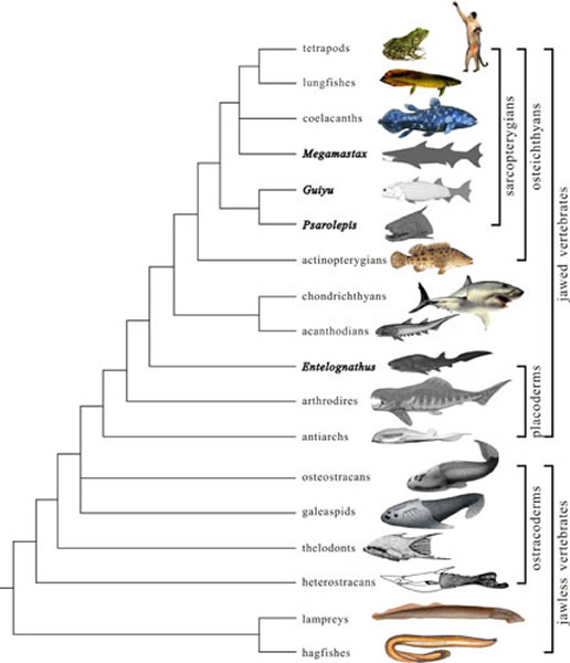 ͼ1 㣨Guiyu㣨Megamastaxȫ㣨Entelognathusϵͳݻλ Ľͼ