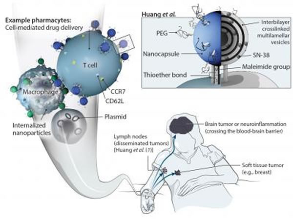 带药细胞以难以接近的肿瘤和其它组织作为标靶。Huang和其同事用基于脂质的能与T细胞表面结合的纳米颗粒(它们被一同称作“带药细胞”)将隐藏在淋巴结中的淋巴瘤作为