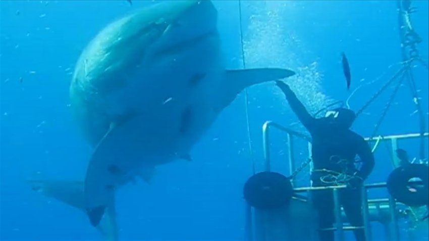 墨西哥瓜达卢普岛附近海域发现世界最大最老的大白鲨“深蓝”(Deep Blue)