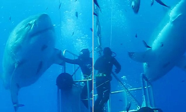 深蓝围绕潜水员打转