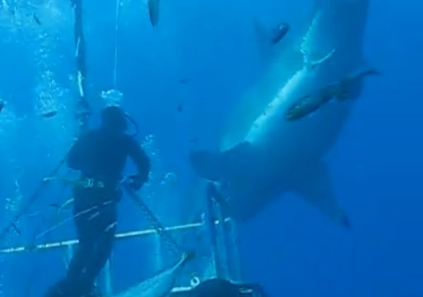 潜水员站在铁笼上,上半身不受保护。