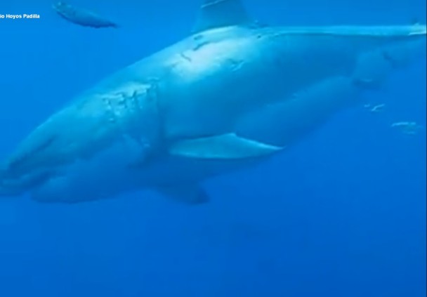 深蓝体形庞大,相信是世上见过最大的大白鲨之一。