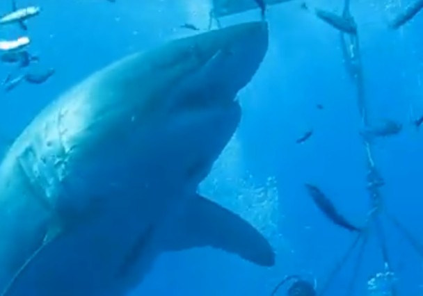 深蓝不断追逐鱼群