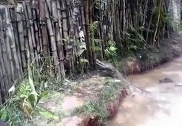 小猫虽然一度逃到了岸上,却还是逃不过残忍的命运。