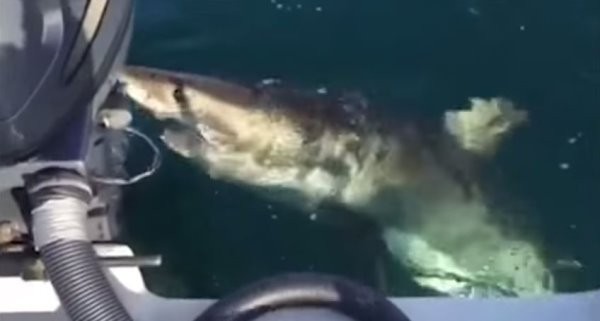 新西兰海域好奇大白鲨啃马达20分钟