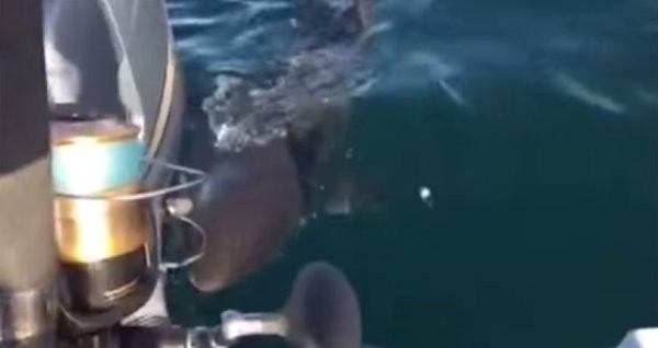 大白鲨缓慢地在船边绕来绕去