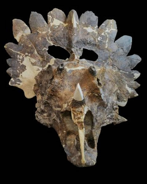 一位科学家表示,彼得休斯角龙的颈盾极为花俏,「令人叹为观止」。 Photograph by Sue Sabrowski, Courtesy Royal Tyrr